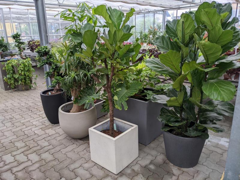Zimmerpflanzen | Offlineshop | Grtnerei Walter Gwiggner - Blumenhaus Wrgl  Bezirk Kufstein Tirol | Aktuell im Web