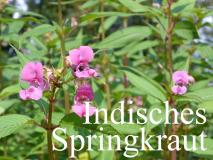 SPRINGKRAUT entfernen Tirol - Indisches Springkraut & japanischer Knöterich sind  leider auch in Österreich sehr verbreitet