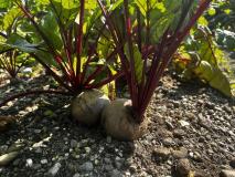 Rote Beete - Rohnen