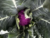 Karfiol - Blumenkohl - Romanesco
