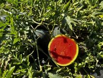 Melonen: Wassermelonen, Zuckermelonen