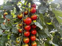 Tomaten - Cocktailtomaten - Eiertomaten - Umamitomaten - Fleischtomaten
