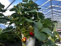 Erdbeeren