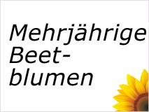 Mehrjährige Beetblumen
