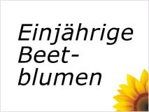 Einjährige Beetblumen