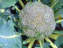 Broccoli