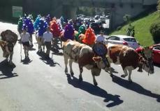 Almabtrieb Fohringerhof Wörgl Tirol